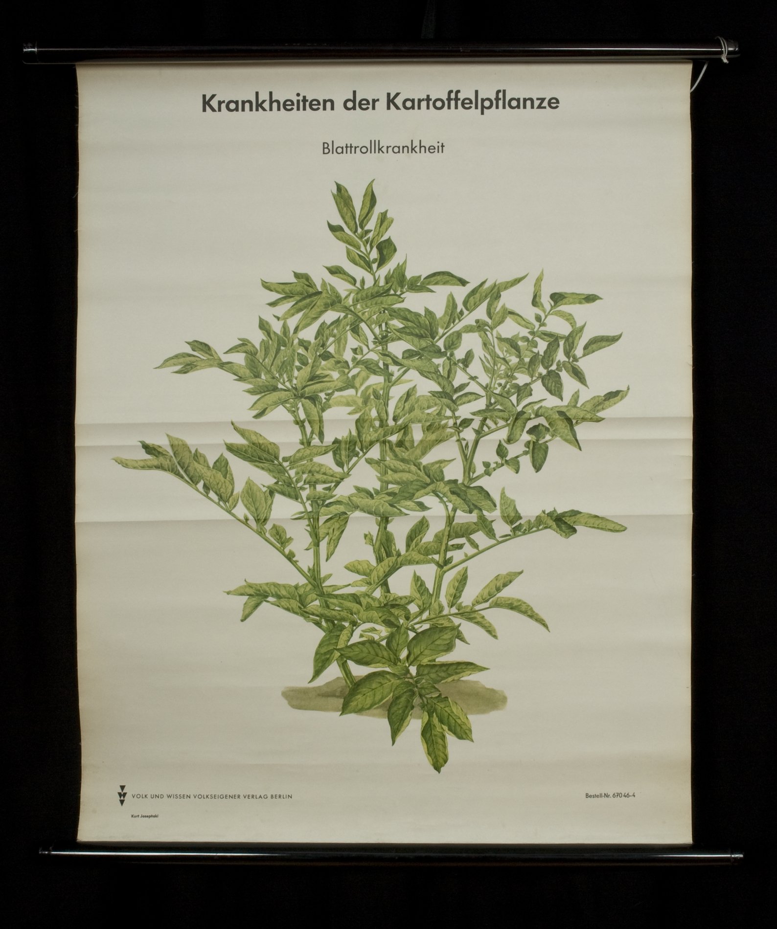 Rollbild "Krankheiten der Kartoffelpflanze - Blattrollkrankheit" (Stiftung Domäne Dahlem - Landgut und Museum, Weiternutzung nur mit Genehmigung des Museums CC BY-NC-SA)