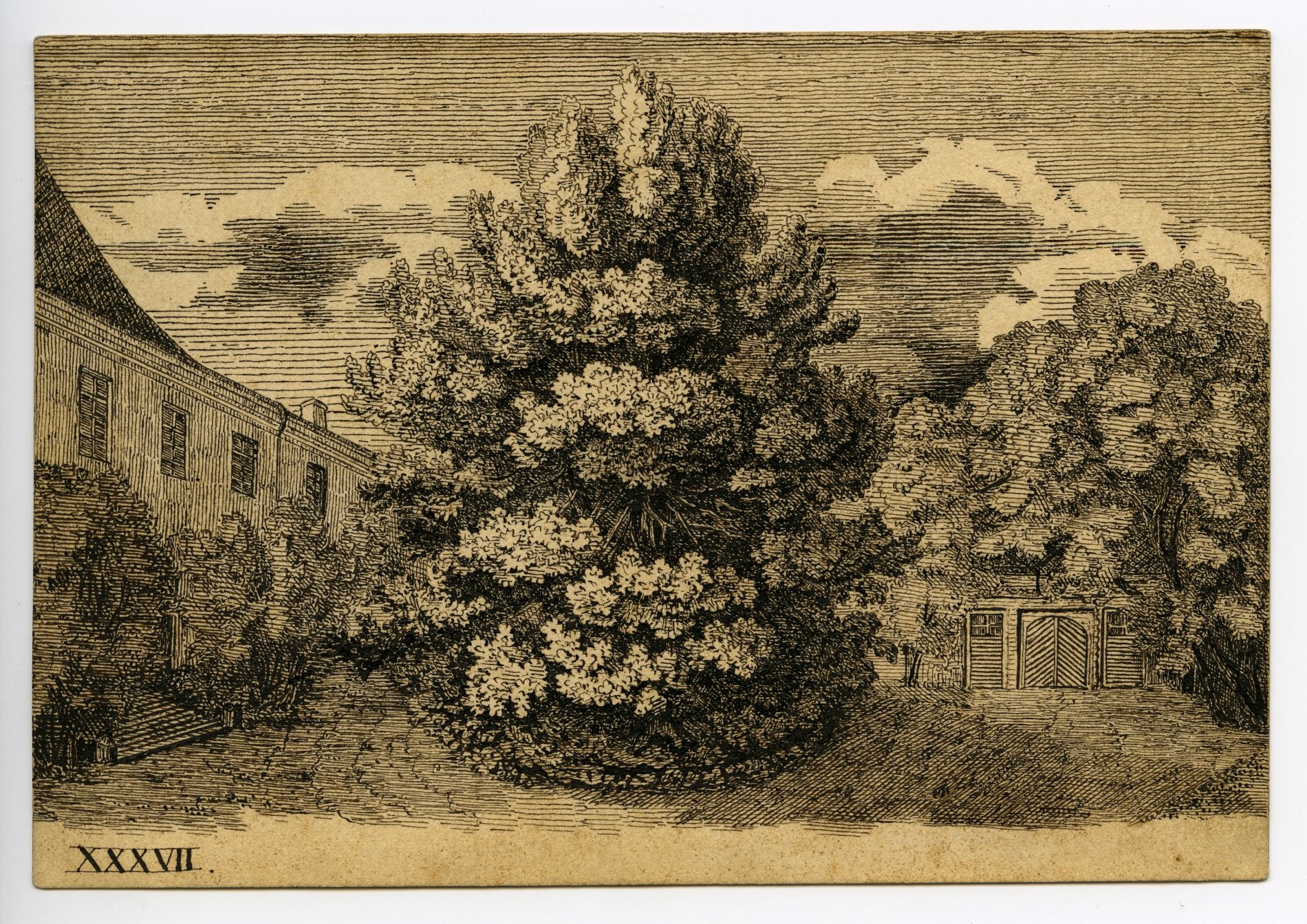 Federzeichnung "Bäume" (Stiftung Domäne Dahlem - Landgut und Museum, Weiternutzung nur mit Genehmigung des Museums CC BY-NC-SA)