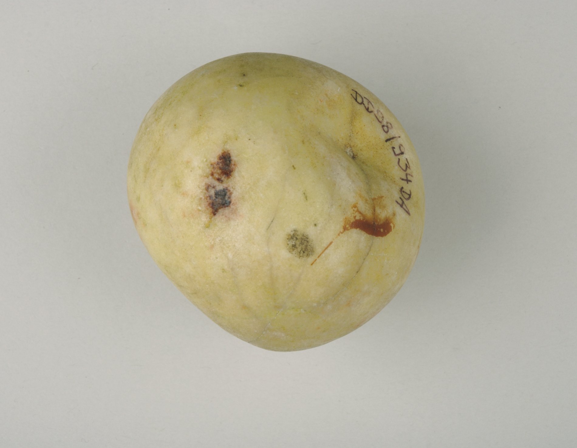 Zier-Apfel (Stiftung Domäne Dahlem - Landgut und Museum, Weiternutzung nur mit Genehmigung des Museums CC BY-NC-SA)