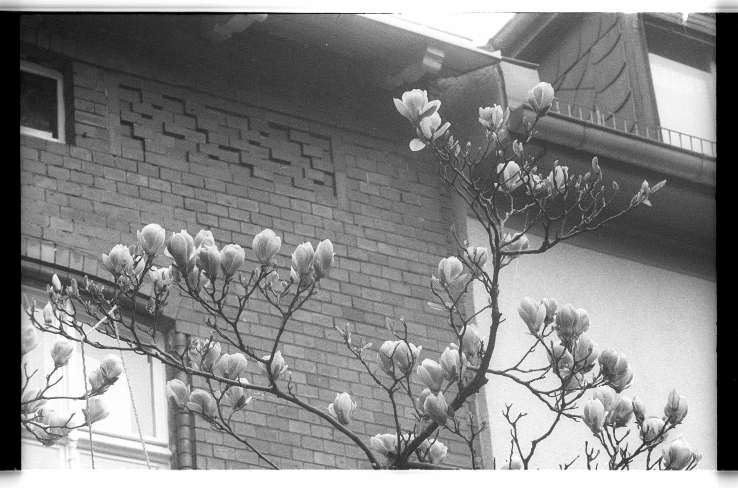 Kleinbildnegative: Magnolienblüte in der Albestraße, 1981 (Museen Tempelhof-Schöneberg/Jürgen Henschel RR-F)