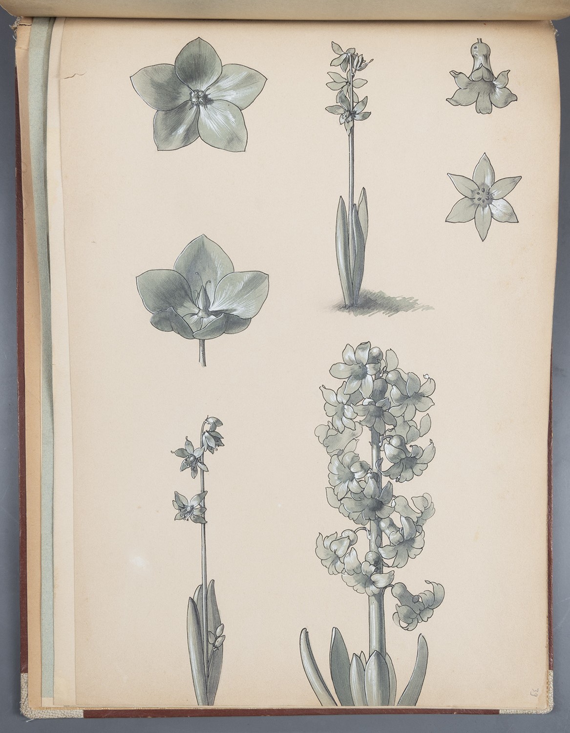 Blüten (Frühblüher: Hyazinthe und ?) (Landesgeschichtliche Vereinigung für die Mark Brandenburg e.V., Archiv CC BY)