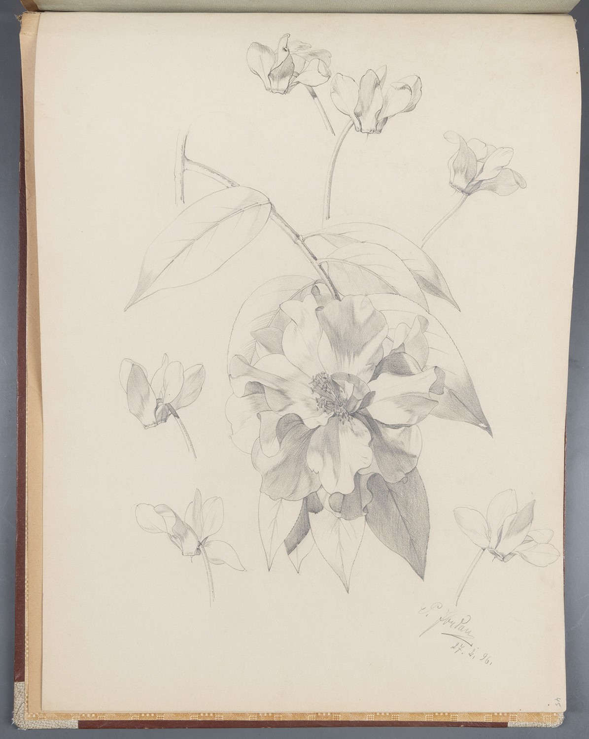 Blüten: Päonie, Alpenveilchen (Landesgeschichtliche Vereinigung für die Mark Brandenburg e.V., Archiv CC BY)