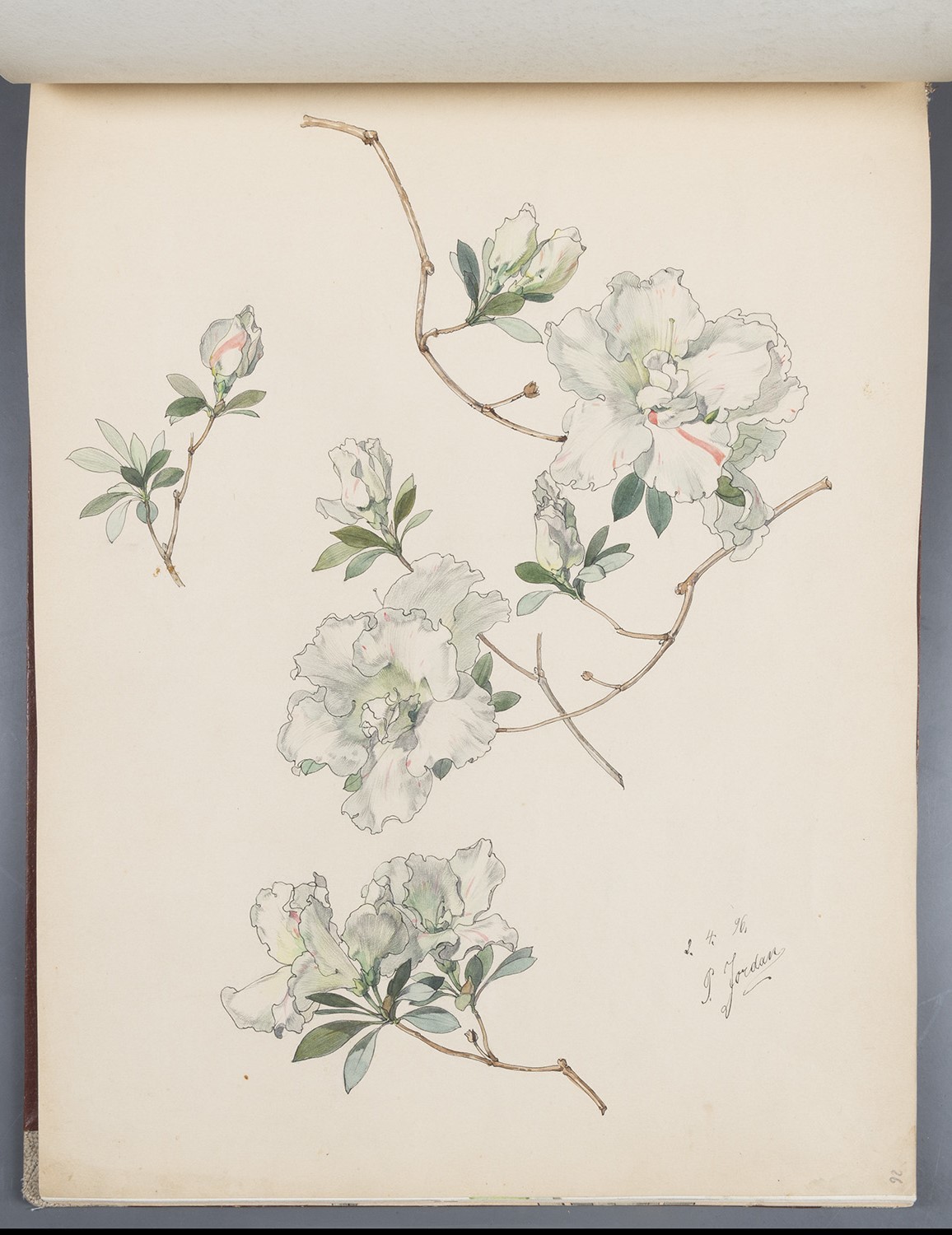 Blüten: Weiße Azalee (Landesgeschichtliche Vereinigung für die Mark Brandenburg e.V., Archiv CC BY)