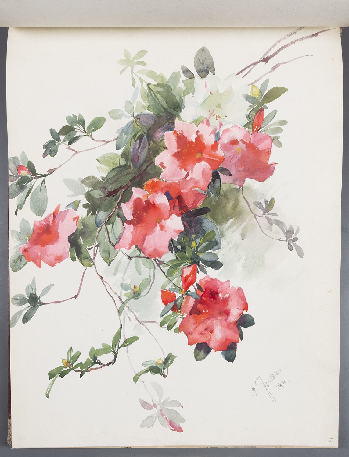Blütenzweige: Rote Azaleen (Landesgeschichtliche Vereinigung für die Mark Brandenburg e.V., Archiv CC BY)
