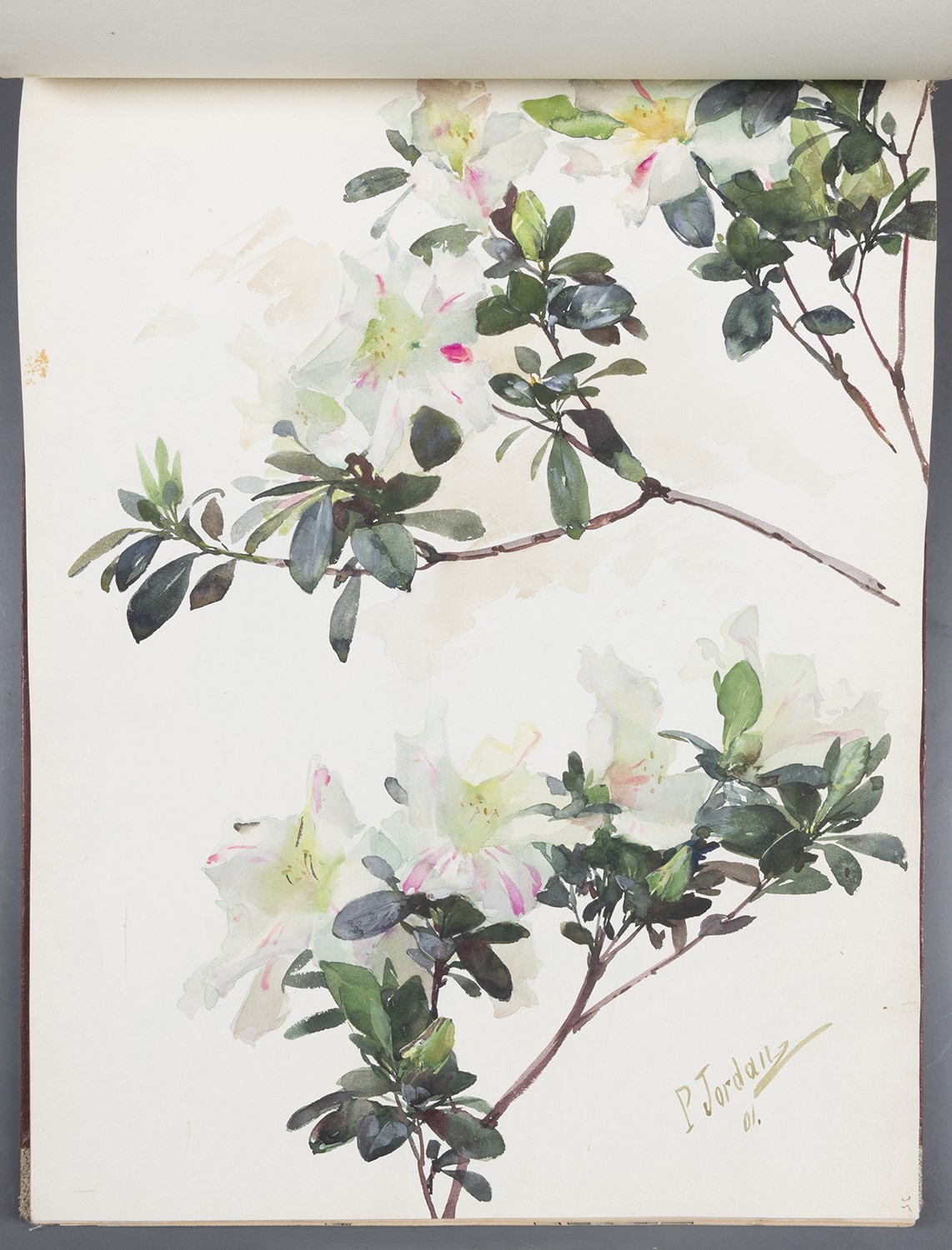Blütenzweige: Weiße Azaleen (Landesgeschichtliche Vereinigung für die Mark Brandenburg e.V., Archiv CC BY)