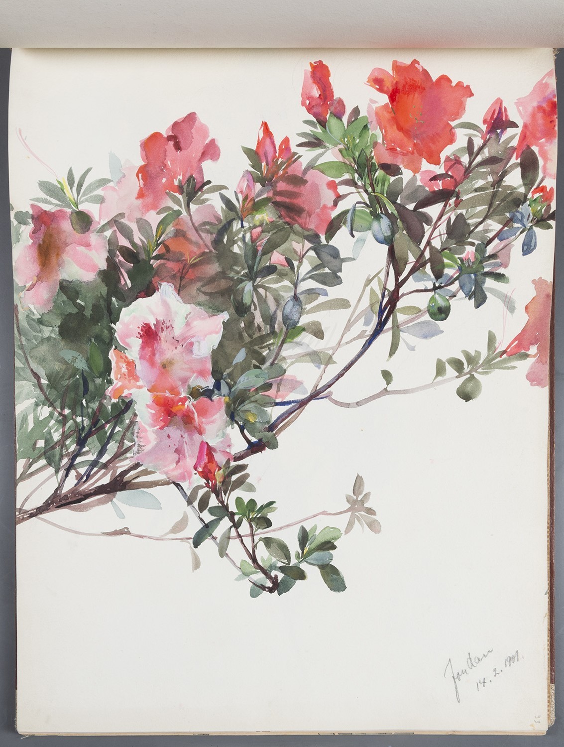 Blumen: Azaleen-Blüten (Landesgeschichtliche Vereinigung für die Mark Brandenburg e.V., Archiv CC BY)