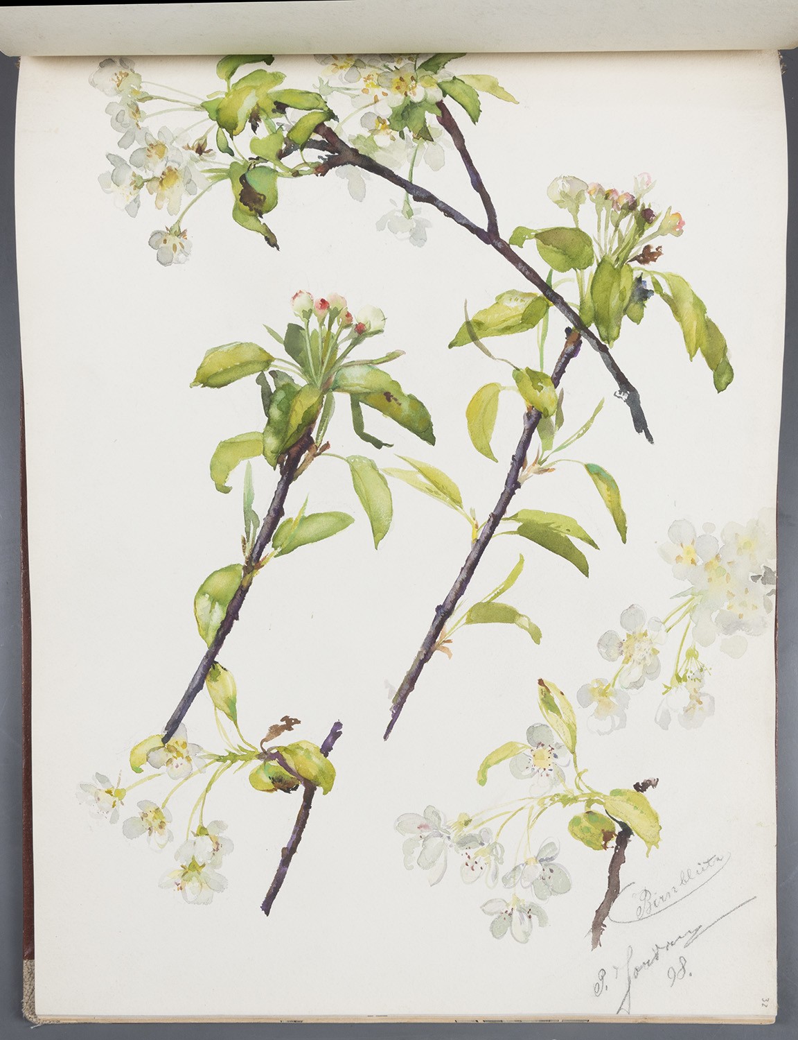 Blumen: Birnen-Blüten (Landesgeschichtliche Vereinigung für die Mark Brandenburg e.V., Archiv CC BY)