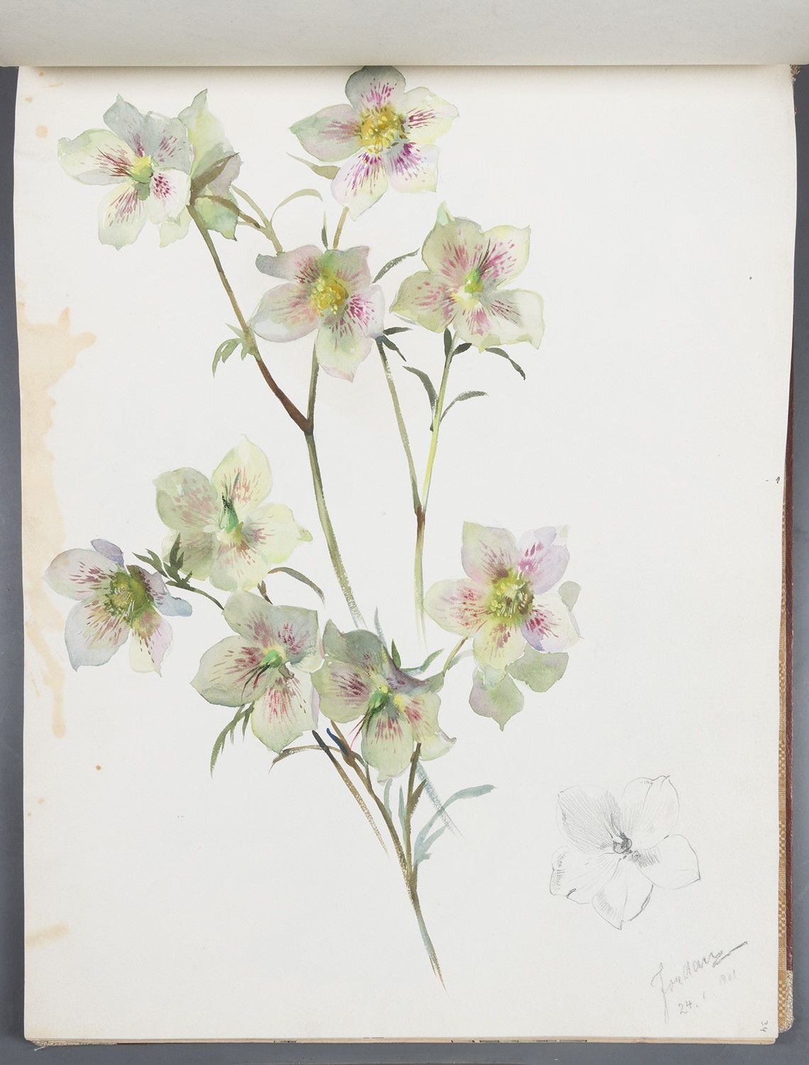 Blumen: Blüten des Hartriegels (Landesgeschichtliche Vereinigung für die Mark Brandenburg e.V., Archiv CC BY)