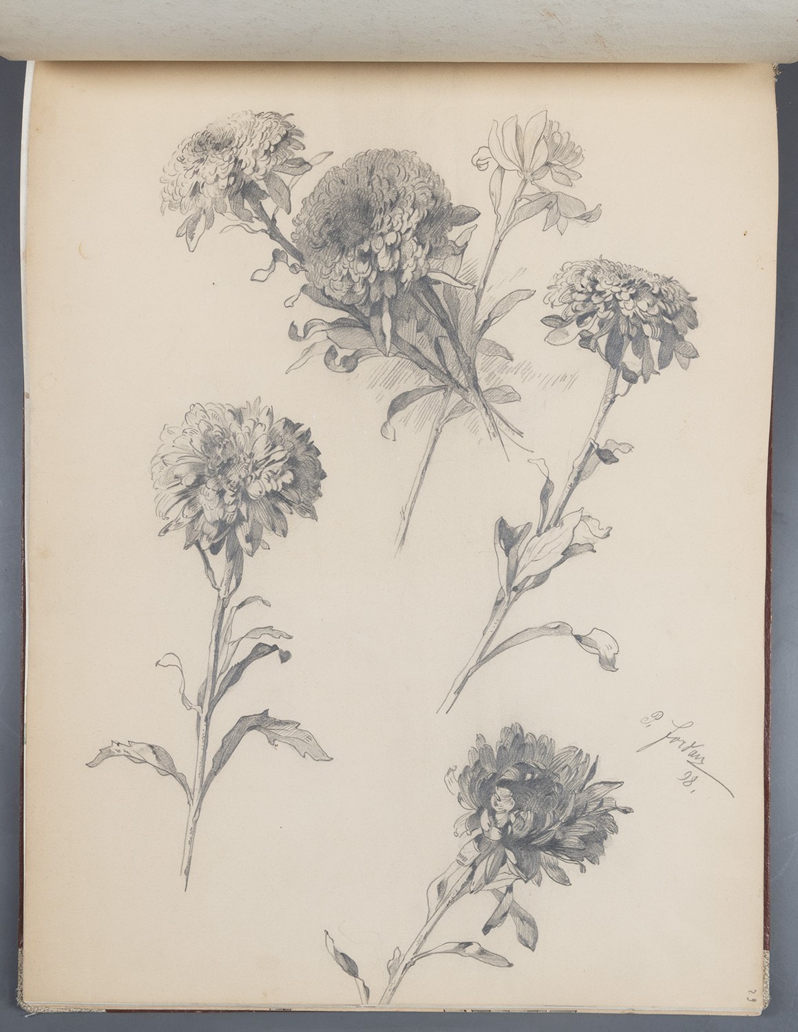 Blumen: Herbstchrysanthemen (Landesgeschichtliche Vereinigung für die Mark Brandenburg e.V., Archiv CC BY)