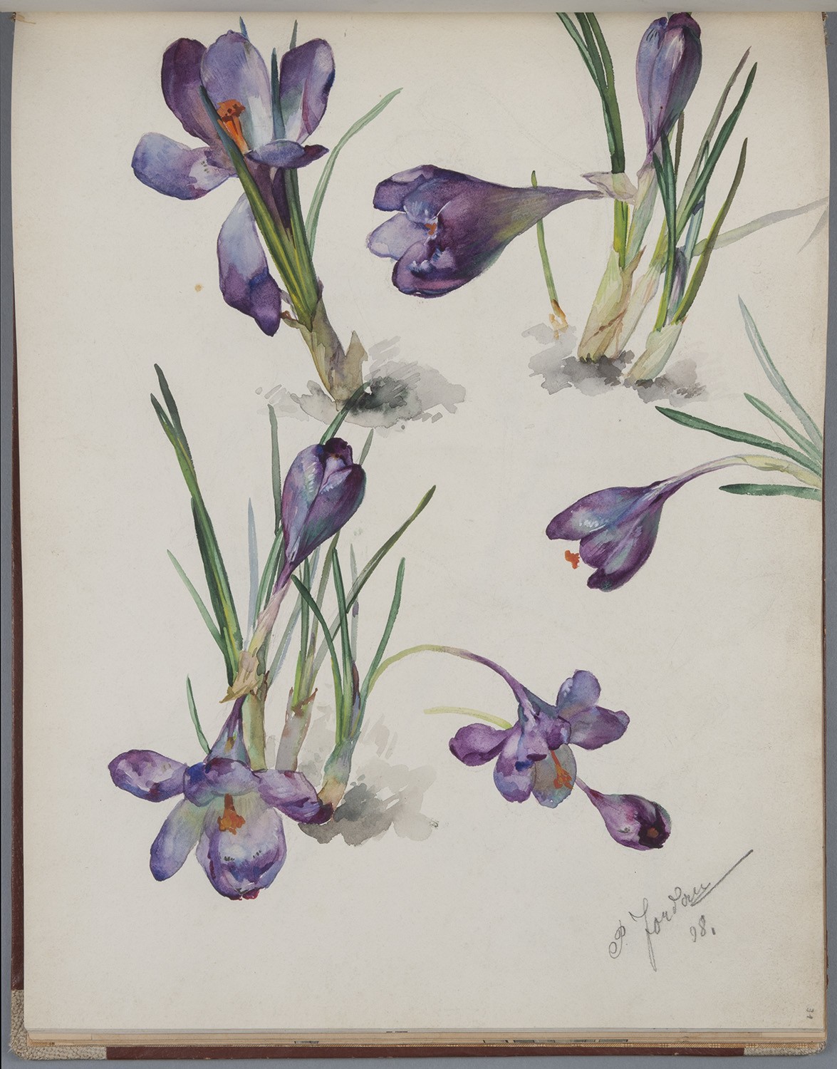 Blumen: Krokusse (Landesgeschichtliche Vereinigung für die Mark Brandenburg e.V., Archiv CC BY)