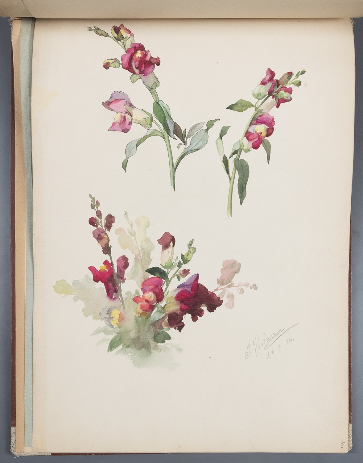 Blumen: Löwenmäulchen-Blüten (Landesgeschichtliche Vereinigung für die Mark Brandenburg e.V., Archiv CC BY)