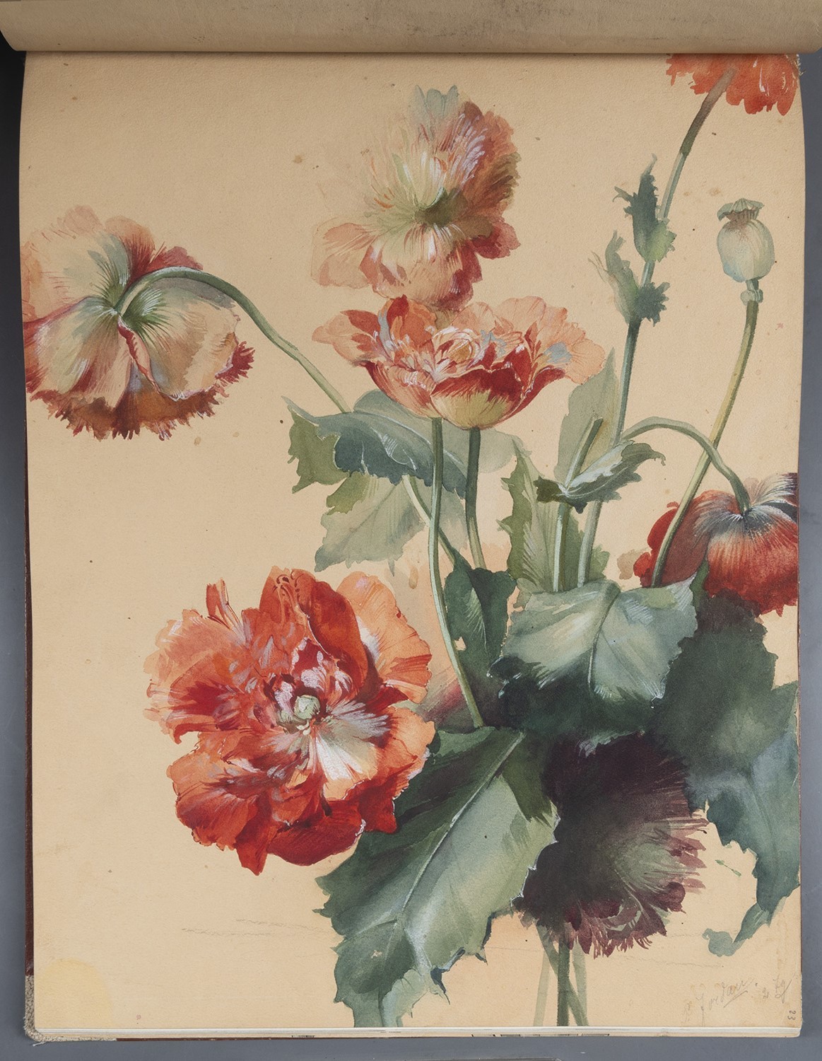 Blumen: Mohnblumen (Landesgeschichtliche Vereinigung für die Mark Brandenburg e.V., Archiv CC BY)