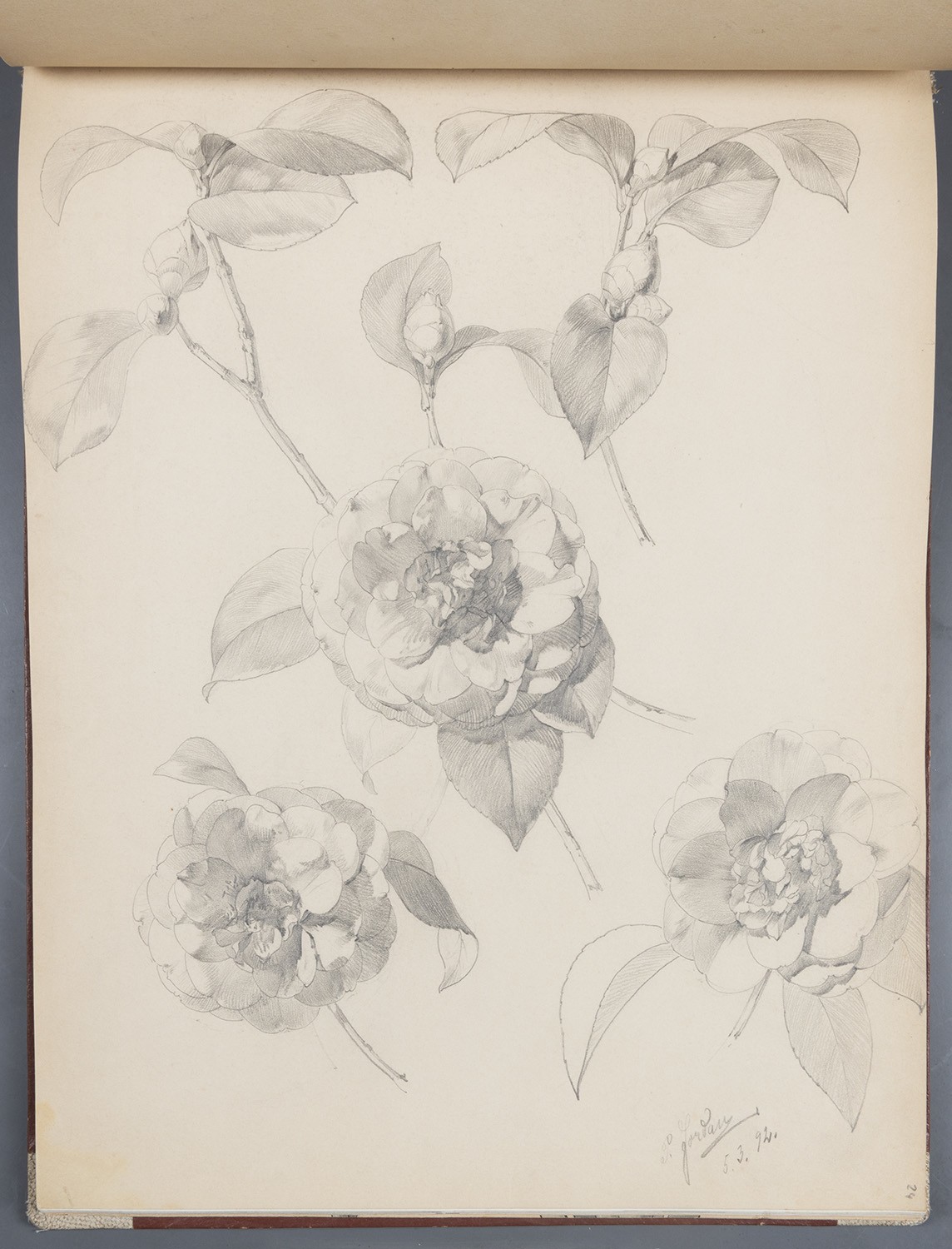 Blumen: Pfingstrosen (Landesgeschichtliche Vereinigung für die Mark Brandenburg e.V., Archiv CC BY)