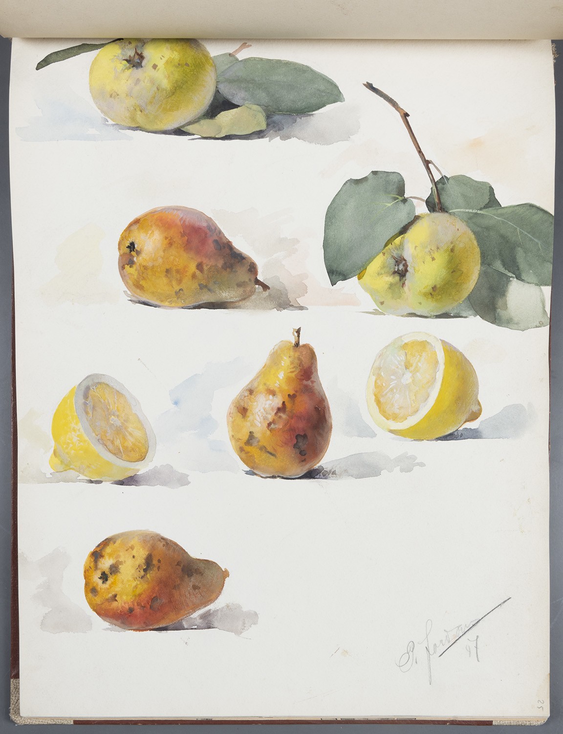 Obst: Birnen, Äpfel, Zitronen (Landesgeschichtliche Vereinigung für die Mark Brandenburg e.V., Archiv CC BY)