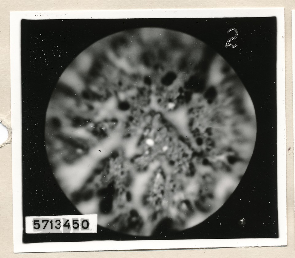 Mikroaufnahme Hochstrom-Kathode, Bild 16; Foto, 1957 (www.industriesalon.de CC BY-SA)