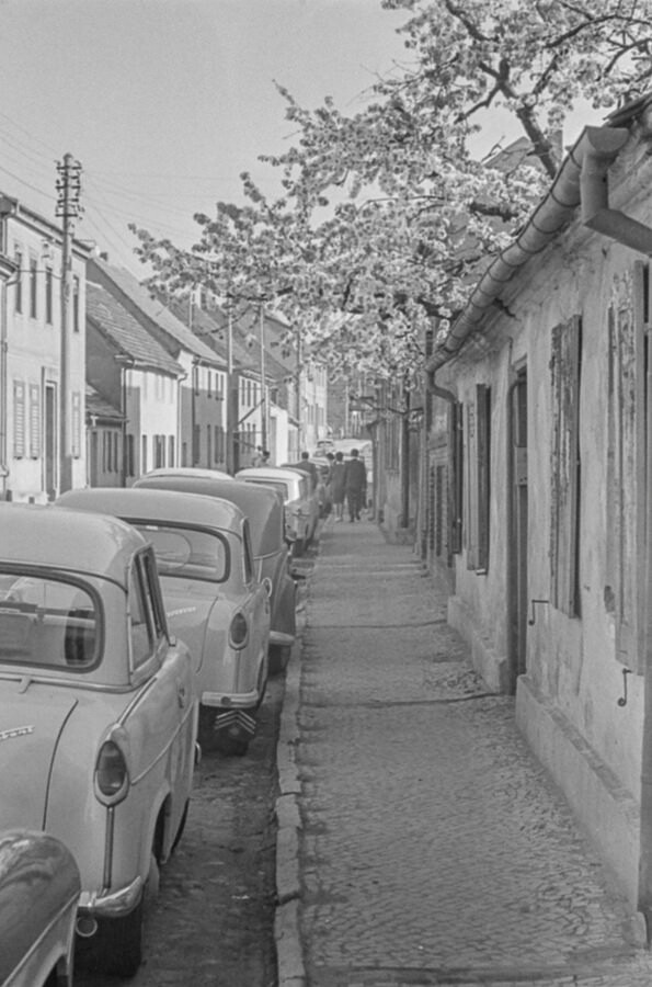 Blühende Obstbäume in der Altstadt in Werder, 1966. SW-Foto © Kurt Schwarz. (Kurt Schwarz CC BY-NC-SA)