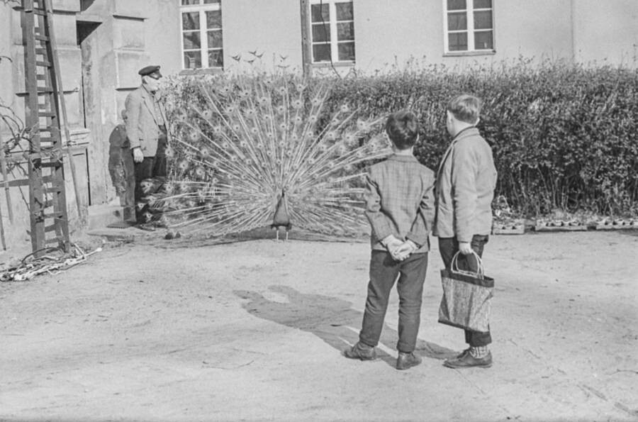 Jungen beobachten Pfau, 1967. SW-Foto © Kurt Schwarz. (Kurt Schwarz CC BY-NC-SA)