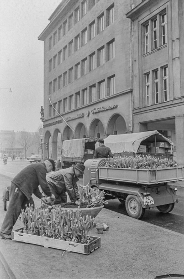 Tulpenpflanzen in Blumenkübel, Friedrichstraße, 1960. . SW-Foto © Kurt Schwarz. (Kurt Schwarz CC BY-NC-SA)