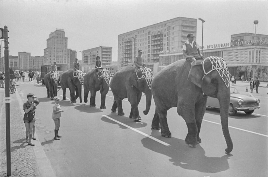 Elefantenparade auf Karl-Marx-Allee, 1965. SW-Foto © Kurt Schwarz. (Kurt Schwarz CC BY-NC-SA)