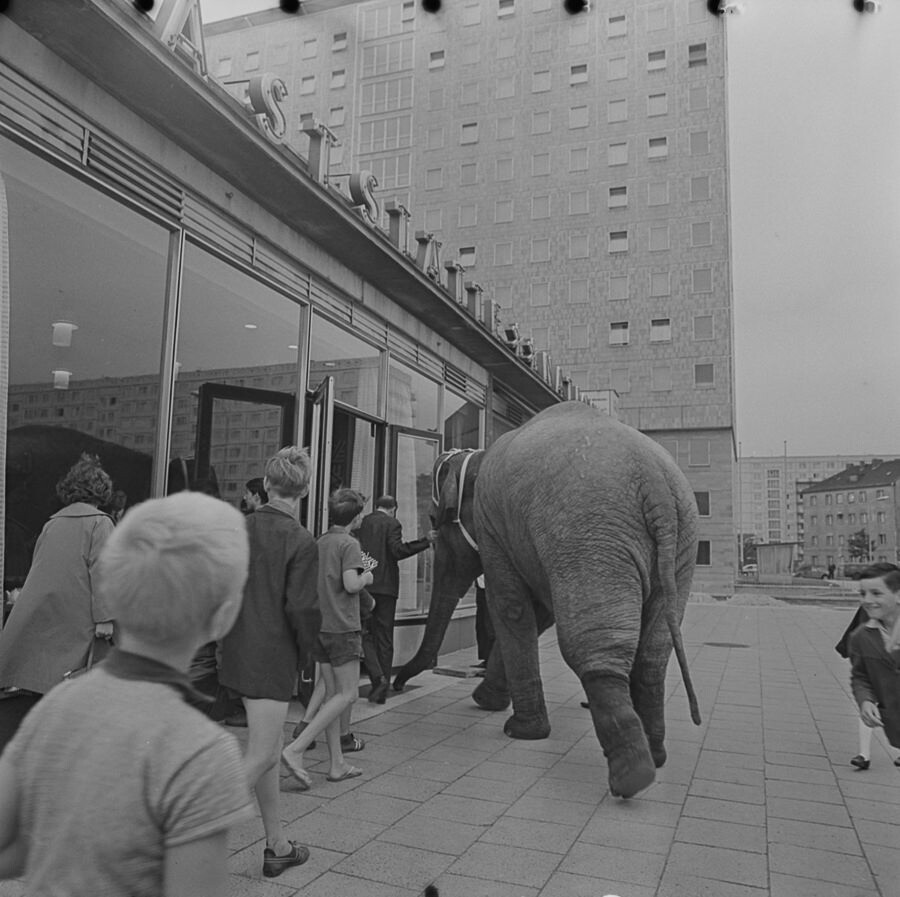 Elefant vor Gaststätte Sternchen, 1965. SW-Foto © Kurt Schwarz. (Kurt Schwarz CC BY-NC-SA)