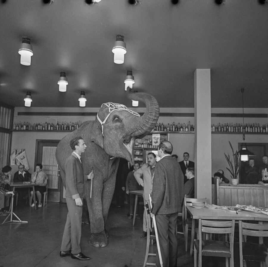 Elefant in Gaststätte Sternchen, 1965. SW-Foto © Kurt Schwarz. (Kurt Schwarz CC BY-NC-SA)