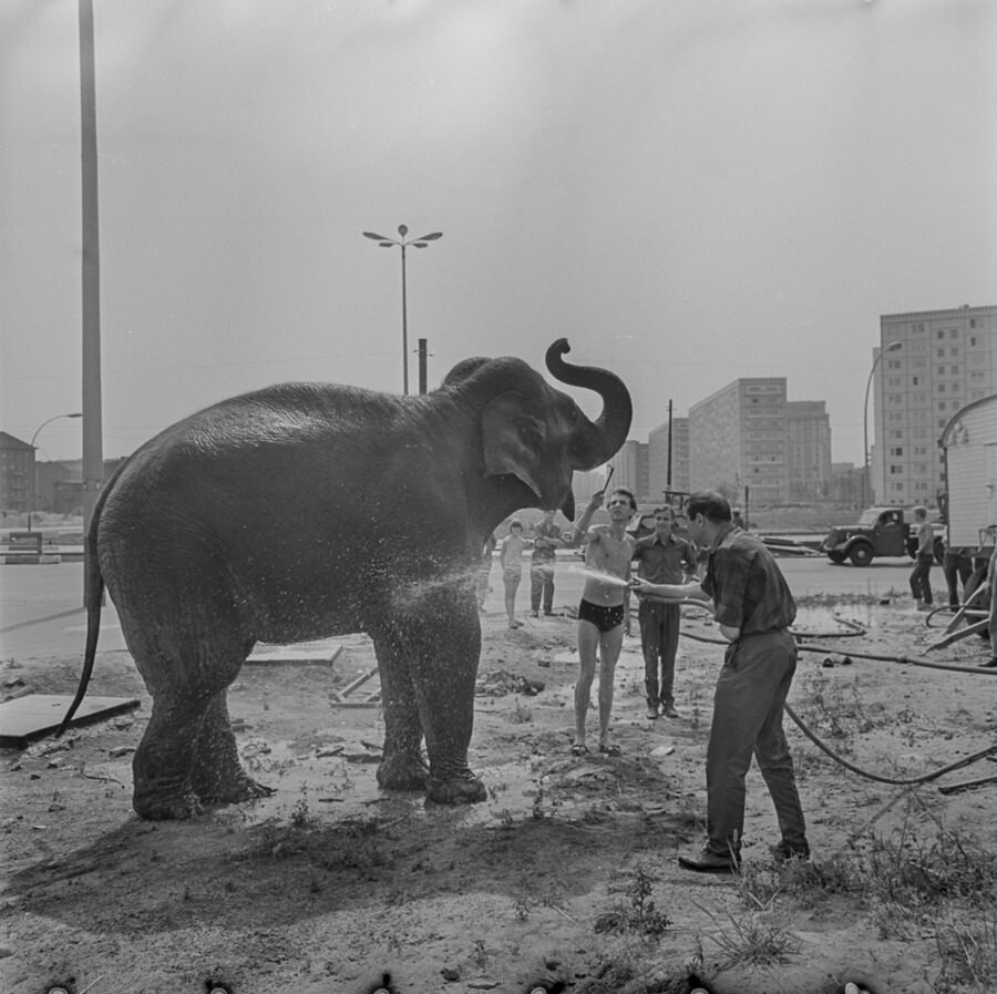 Dusche für einen Elefanten, 1965. SW-Foto © Kurt Schwarz. (Kurt Schwarz CC BY-NC-SA)