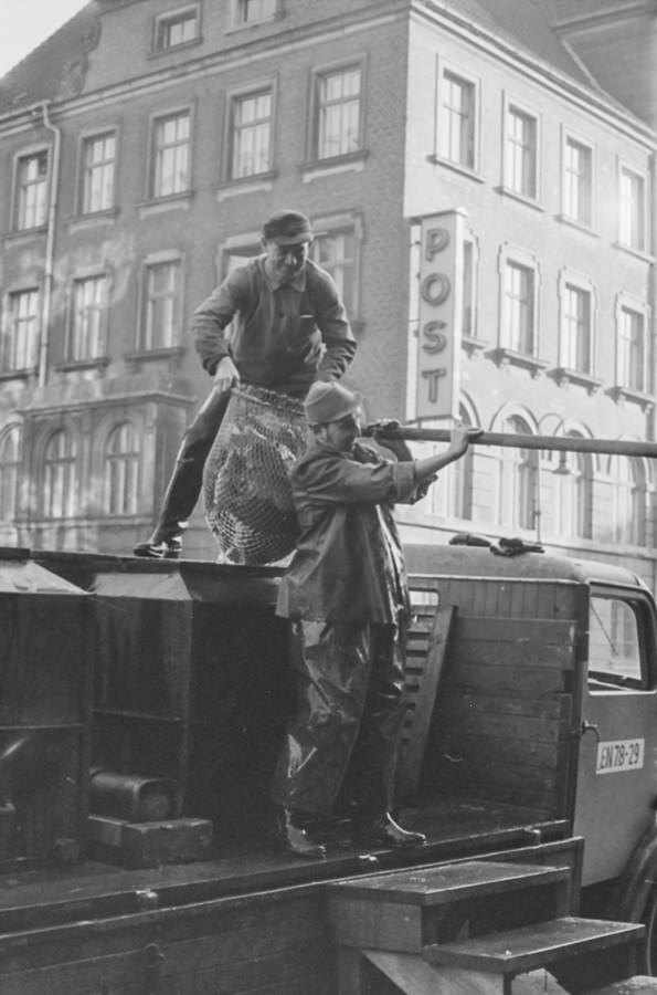 Männer laden Karpfen vom LKW, 1960er Jahre. SW-Foto © Kurt Schwarz. (Kurt Schwarz CC BY-NC-SA)
