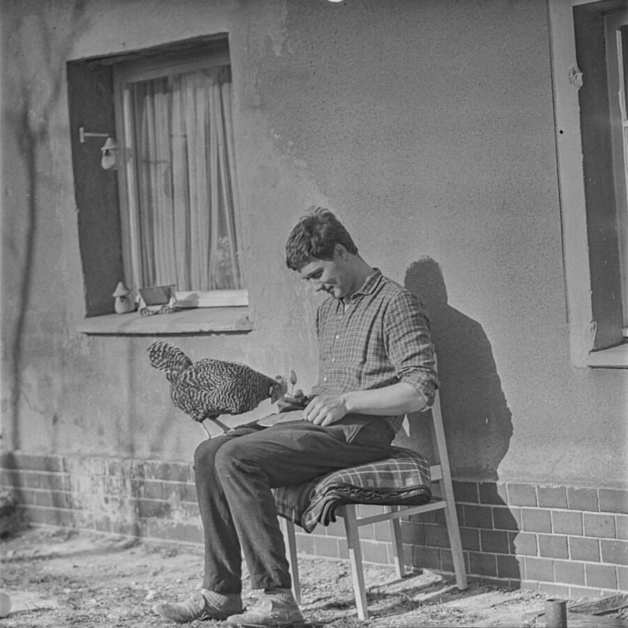 Huhn auf dem Schoß eines Mannes, 1960er Jahre. SW-Foto © Kurt Schwarz. (Kurt Schwarz CC BY-NC-SA)