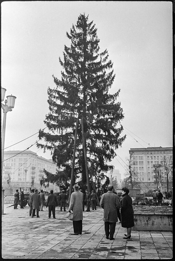Aufstellen des Weihnachtsbaum vor 'Deutscher Sporthalle', Bild 2, 1960er Jahre. SW-Foto © Kurt Schwarz. (Kurt Schwarz CC BY-NC-SA)