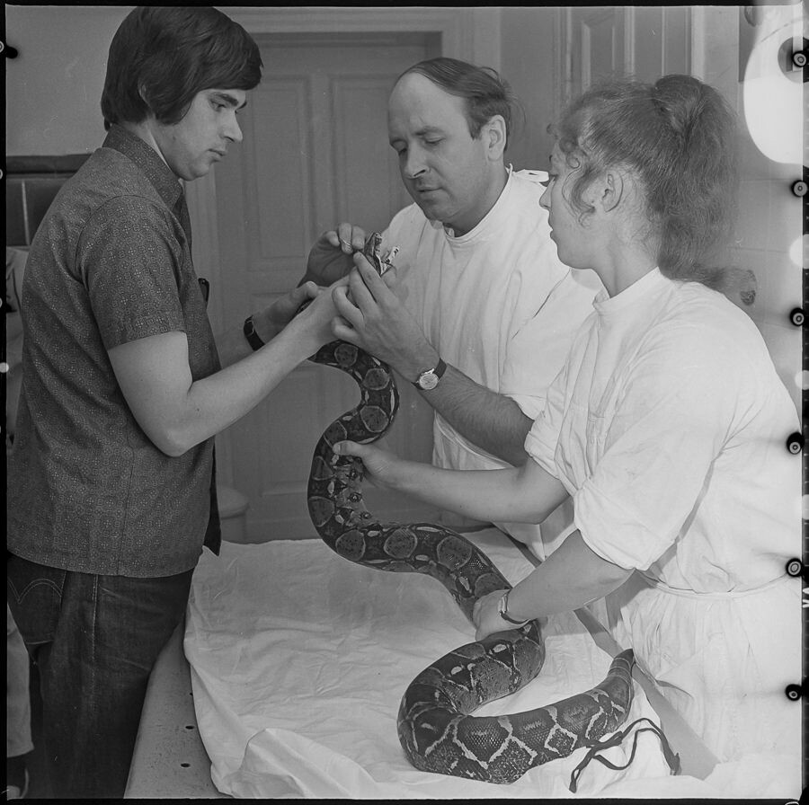 Schlange beim Tierarzt, August 1971. SW-Foto © Kurt Schwarz. (Kurt Schwarz CC BY-NC-SA)