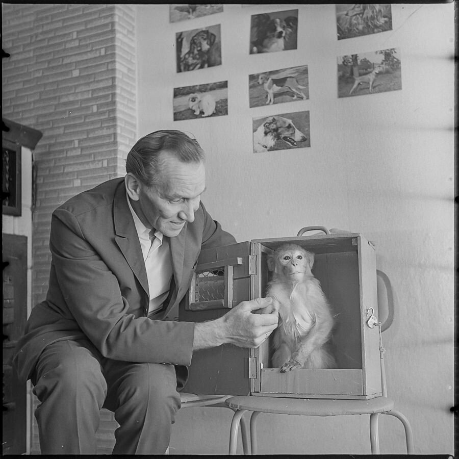 Rhesusäffchen beim Tierarzt, August 1971. SW-Foto © Kurt Schwarz. (Kurt Schwarz CC BY-NC-SA)
