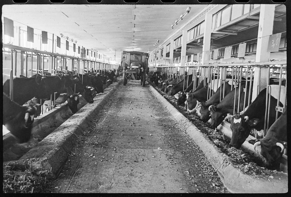 Milchkühe im Stall des VEG Albertshof in Rüdnitz, , März 1969. SW-Foto © Kurt Schwarz. (Kurt Schwarz CC BY-NC-SA)