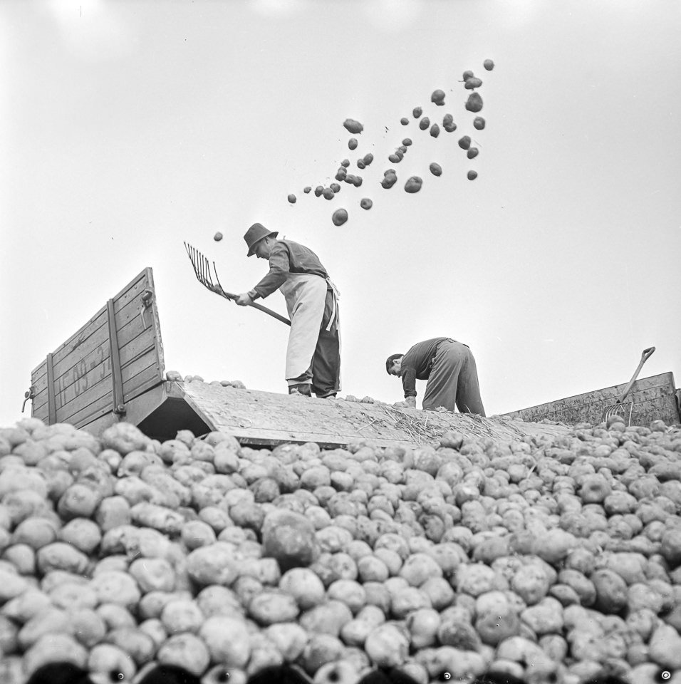 Lieferung von Einkellerungskartoffeln am Wriezener Bahnhof, Bild 1, 1960er Jahre. SW-Foto © Kurt Schwarz. (Kurt Schwarz CC BY-NC-SA)