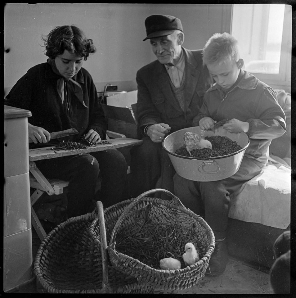 Jungpioniere auf Bauernhof, Bild 1, 1960. SW-Foto © Kurt Schwarz. (Kurt Schwarz CC BY-NC-SA)