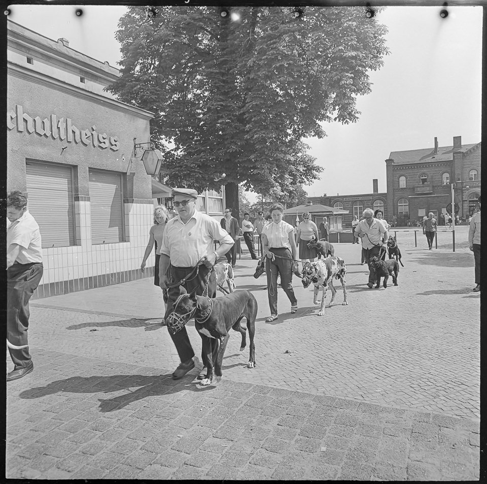 Erwachsene mit Doggen in Königswusterhausen, 1960er Jahre. SW-Foto © Kurt Schwarz. (Kurt Schwarz CC BY-NC-SA)