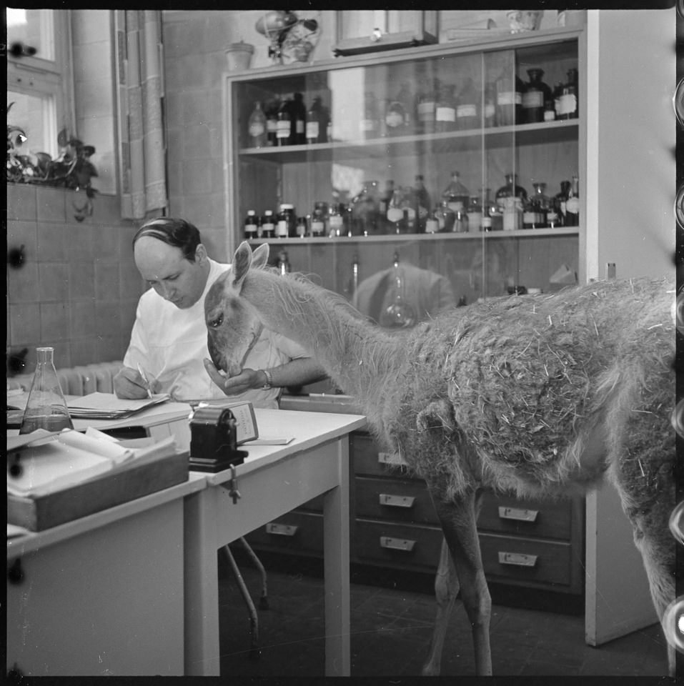 Tierklinik des Tierparks Friedrichsfelde, Bild 2, 1965. SW-Foto © Kurt Schwarz. (Kurt Schwarz CC BY-NC-SA)