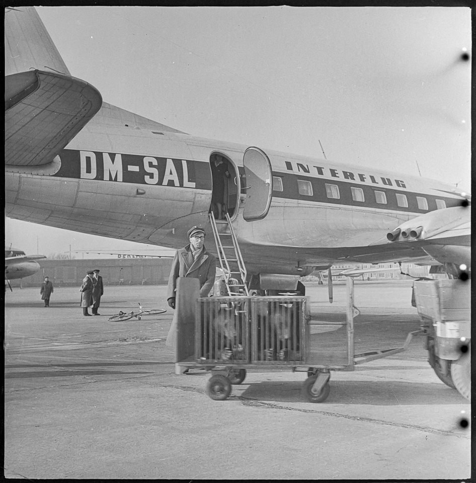 Bärentransport am Flughafen, 1960er Jahre. SW-Foto © Kurt Schwarz. (Kurt Schwarz CC BY-NC-SA)