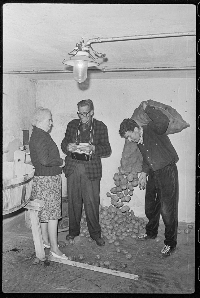 Einkellern von Kartoffeln, 1966. SW-Foto © Kurt Schwarz. (Kurt Schwarz CC BY-NC-SA)