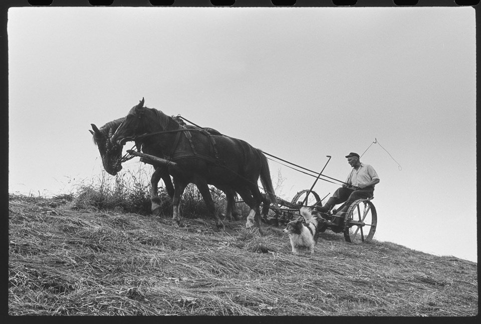 LPG im Oderbruch, Bild 2: Von zwei Pferden gezogener Pflug. SW-Foto, Juni 1961 © Kurt Schwarz. (Kurt Schwarz CC BY-NC-SA)