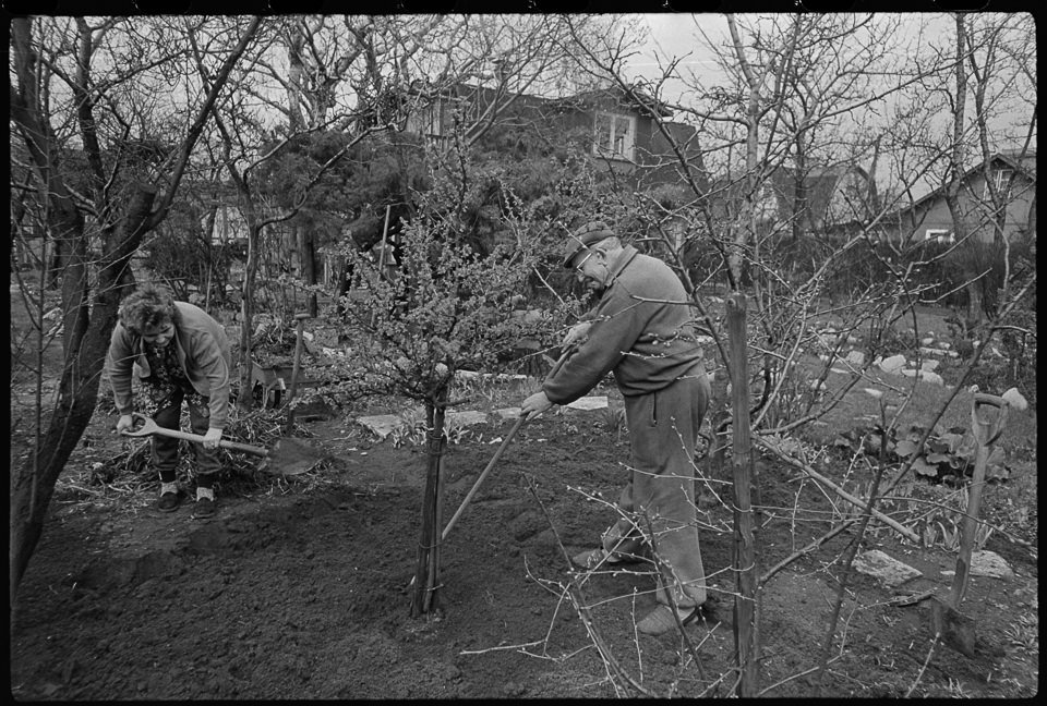 Laubenkolonie Oberschöneweide, Bild 1: Älteres Paar beim Gärtnern im Frühling. SW-Foto, April 1972 © Kurt Schwarz. (Kurt Schwarz CC BY-NC-SA)