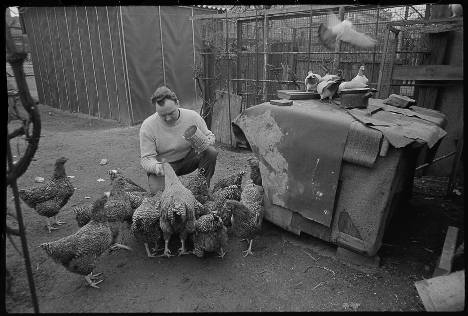 Laubenkolonie Oberschöneweide, Bild 3: Mann beim Füttern von Hühnern. SW-Foto, April 1972 © Kurt Schwarz. (Kurt Schwarz CC BY-NC-SA)