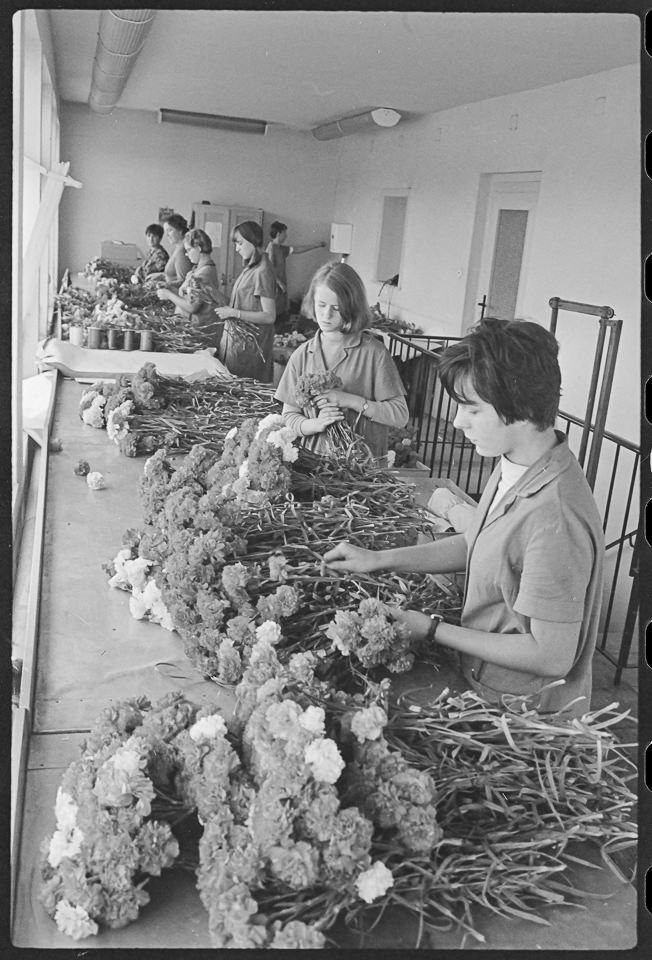 Sechs junge Frauen beim Sortieren von Nelken, 1968. SW-Foto © Kurt Schwarz. (Kurt Schwarz CC BY-NC-SA)