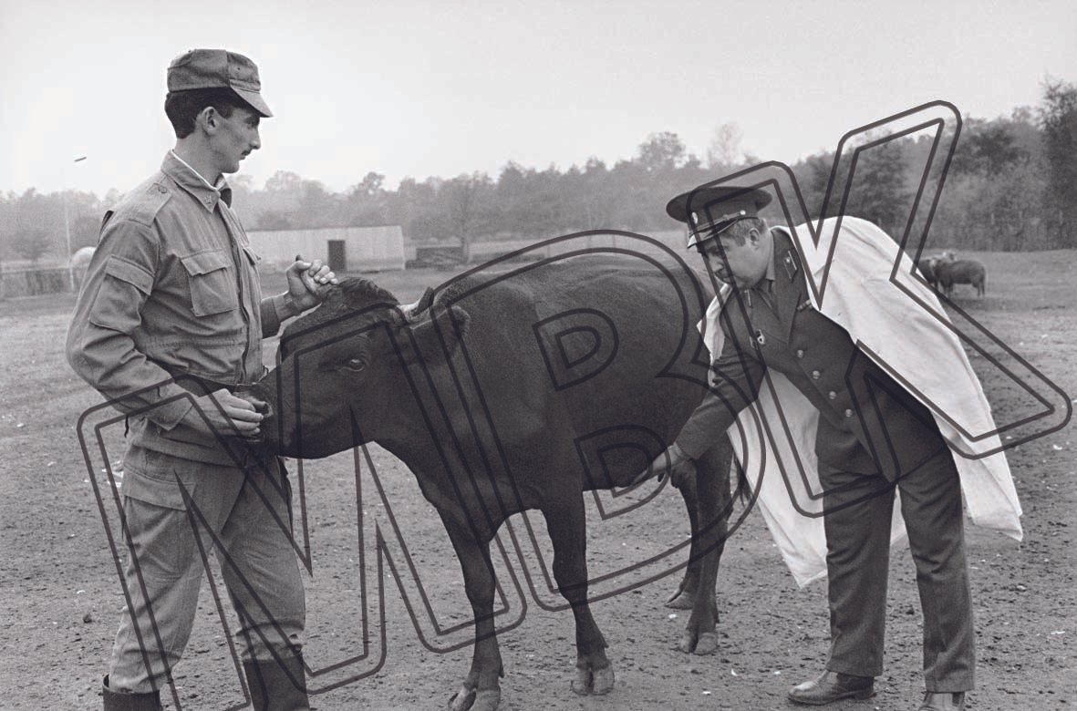 Fotografie: Begutachtung einer Kuh durch einen Militärveterinär, Königs Wusterhausen, September 1992 (Museum Berlin-Karlshorst RR-P)