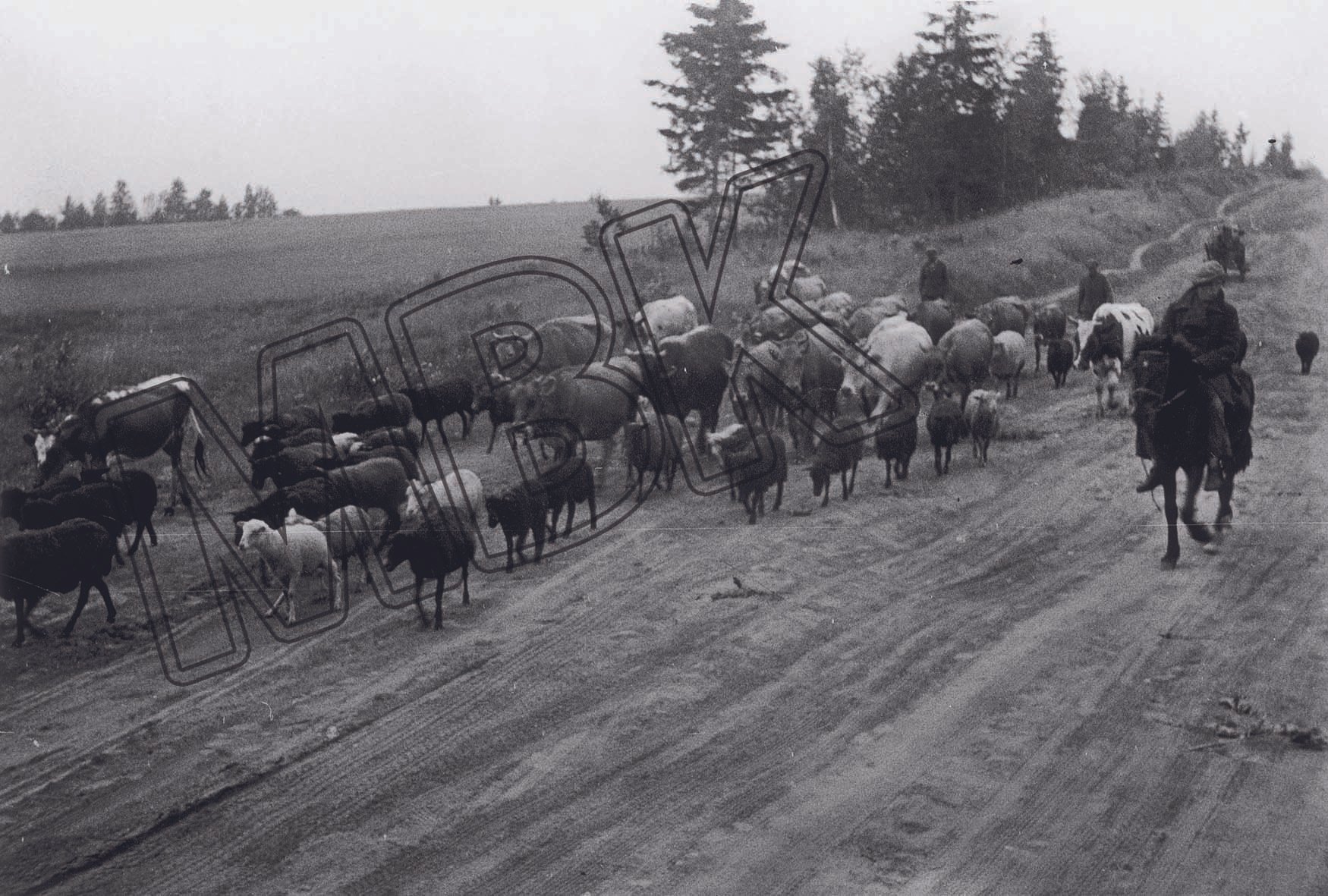 Fotografie: Bauern evakuieren Vieh vor der heranrückenden Front, Gebiet Smolensk, Juli 1941 (Museum Berlin-Karlshorst RR-P)