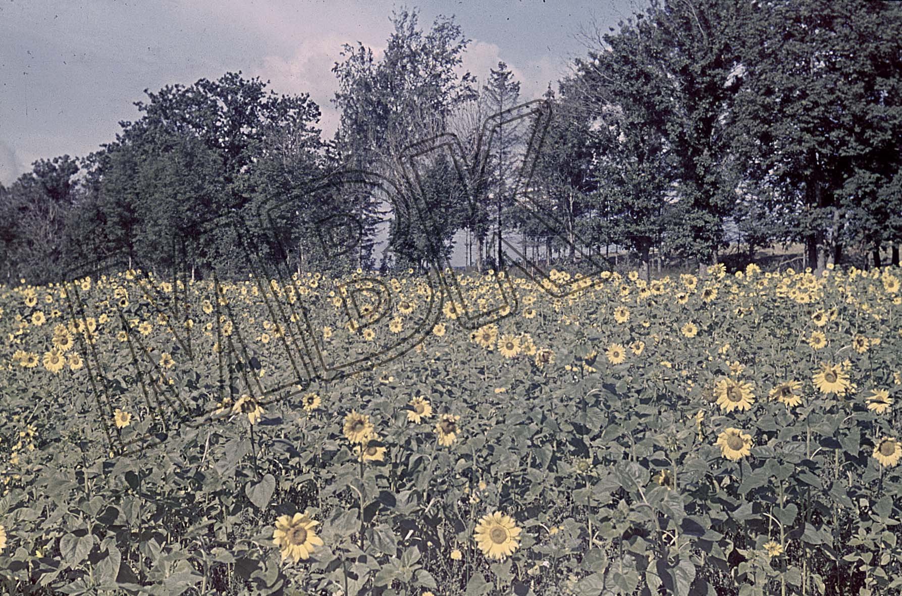 Fotografie: Sonnenblumenfeld bei Smolensk, September 1941 (Museum Berlin-Karlshorst RR-P)