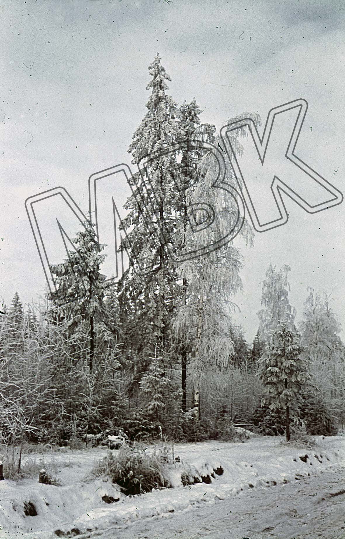 Fotografie: Schneebedeckte Bäume bei Gžatsk , Dezember 1941 (Museum Berlin-Karlshorst RR-P)