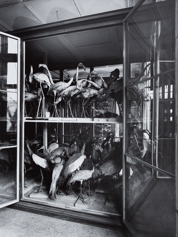 Manfred Hamm: Ornithologische Sammlung im Depot des Naturkunde-Museums in Berlin-Mitte, 1995 (Manfred Hamm CC BY)