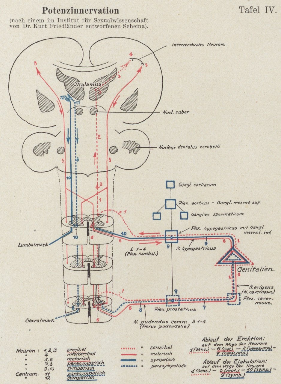 Abbildung eines von Dr. Kurt Friedländer entworfenen Schemas (Magnus-Hirschfeld-Gesellschaft Public Domain Mark)