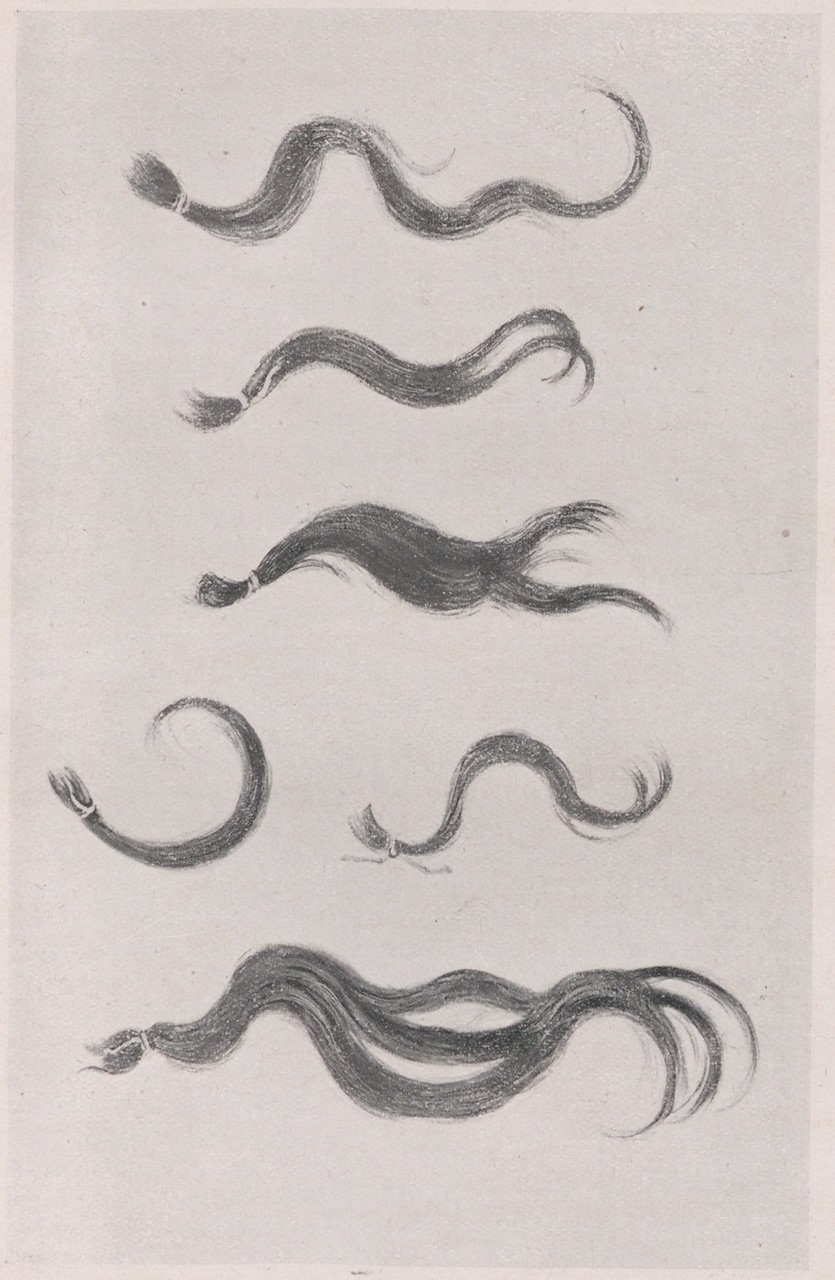 Abbildung einer Sammlung von Zöpfen (Magnus-Hirschfeld-Gesellschaft Public Domain Mark)