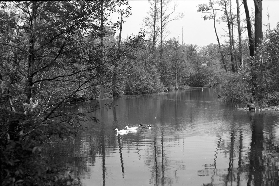 Sonnewalde, Teich im Schlosspark, Ansicht 4 (Heimatverein "Alter Krug" Zossen e. V. CC BY-NC-SA)
